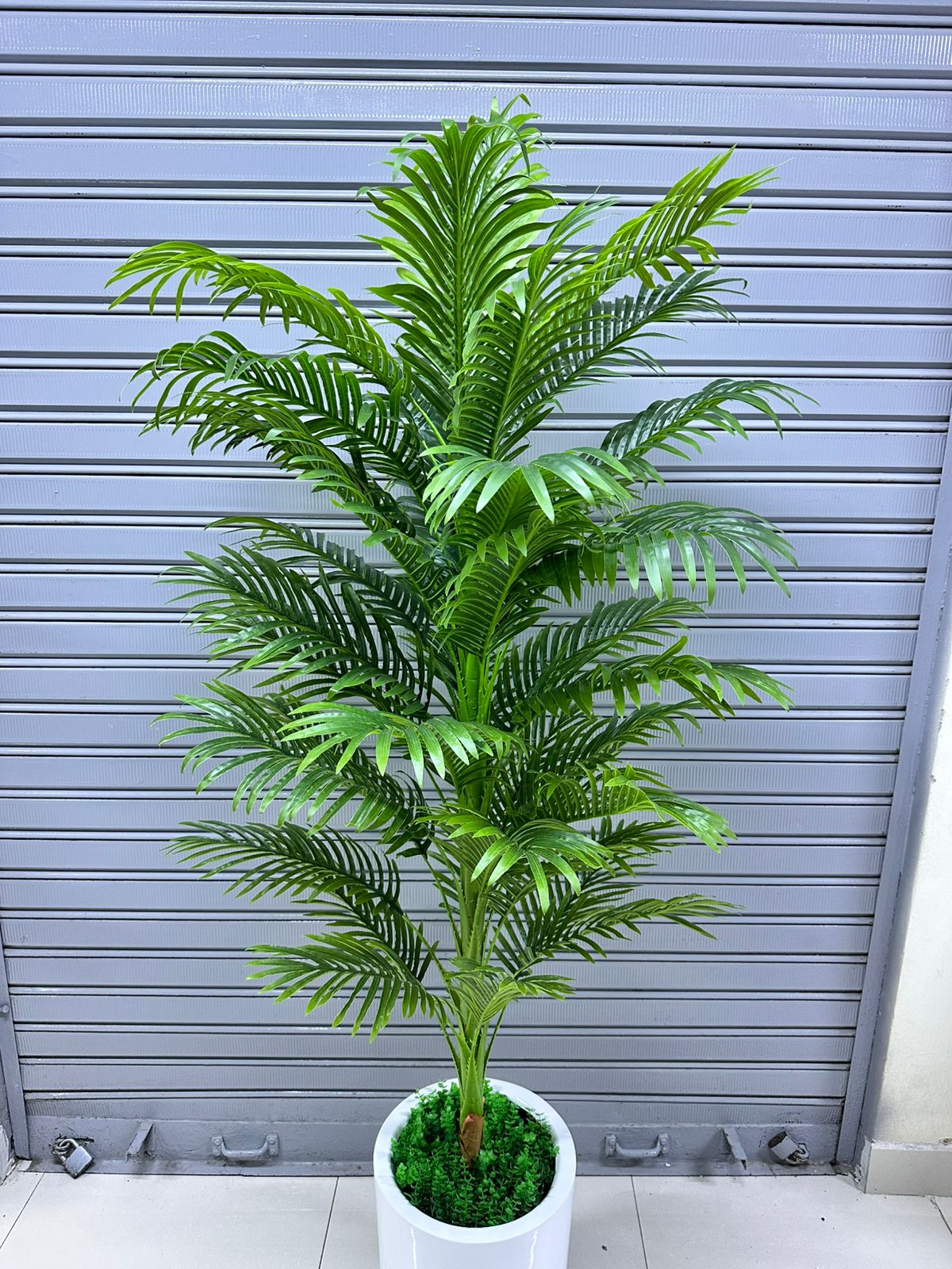 Planta Palmera + Maceta fibra de vidrio | 200cm